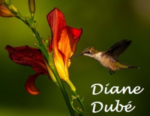 6-colibris gorge rubis_Diane Dube_Petite_Nom