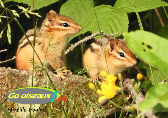 Sons de grenouilles et de mammifères Ces sons qui ne sont pas