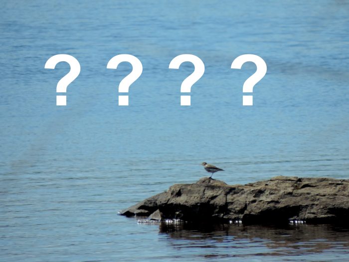 Observation des oiseaux : Par où commencer?