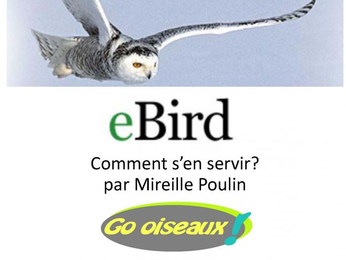 Comment entrer et voir des observations d’oiseaux sur eBird?