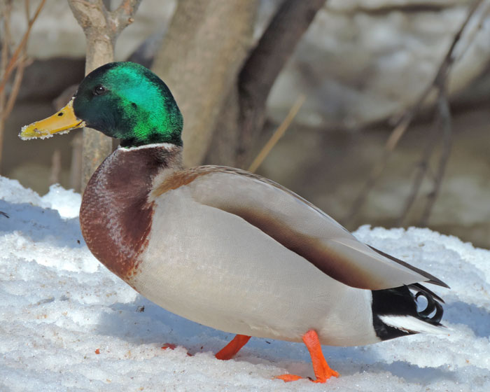 canard-colvert2-go-oiseaux