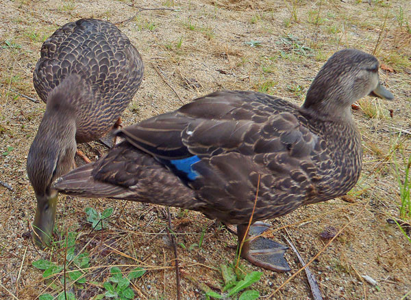 canard-noir-go-oiseaux