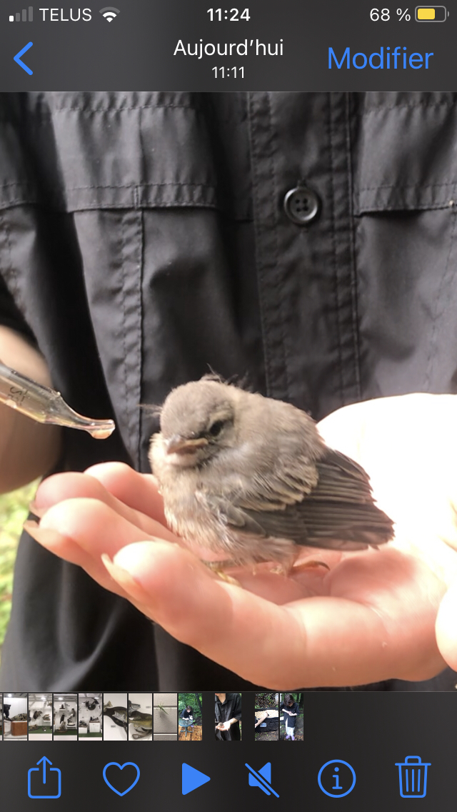 Bboiseau - Go Oiseaux!