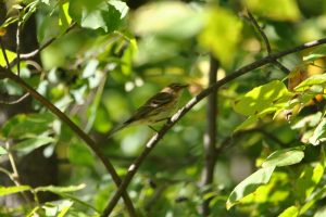 Identification Doiseaux Du Québec Go Oiseaux