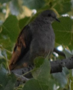 Identification Doiseaux Du Québec Go Oiseaux