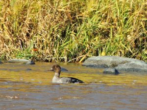 Identification Doiseaux Du Québec Go Oiseaux