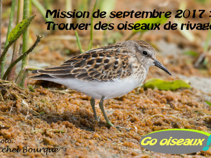 Mission de septembre 2017 : Les oiseaux de rivage