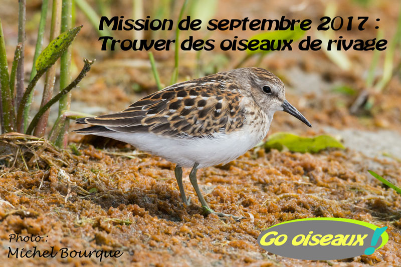 Mission De Septembre 2017 Les Oiseaux De Rivage Go Oiseaux