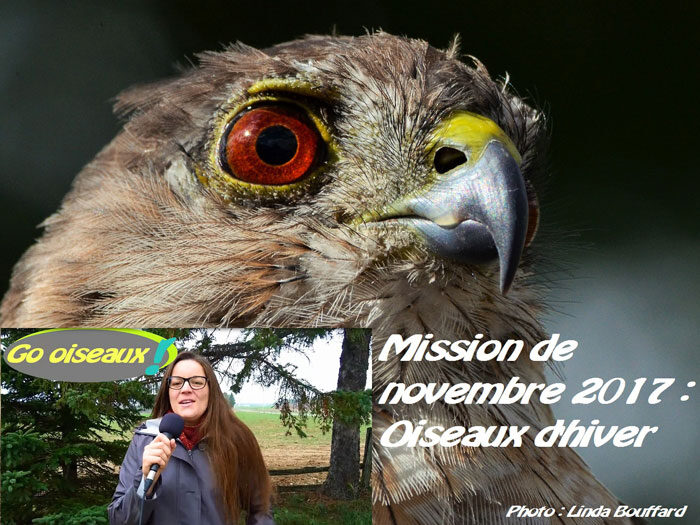 Mission de novembre 2017 : Les premiers oiseaux hivernaux