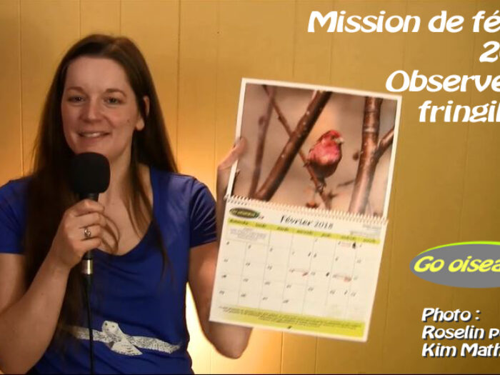 Observer les fringillidés : Mission de février 2018 du calendrier Go oiseaux!
