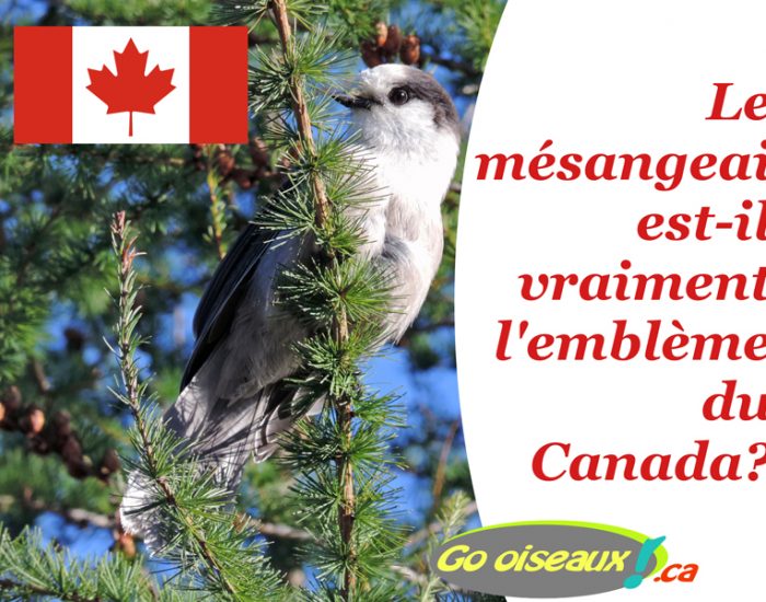 Le Mésangeai du Canada est-il l’emblème aviaire du Canada?