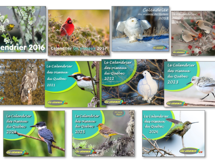 Appel de photos pour le calendrier des oiseaux du Québec – Go oiseaux!