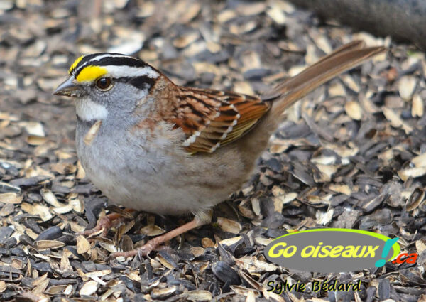 Bruant-a-gorge-blanche-White-throated-Sparrow-Go-oiseaux-Quebec - Go ...