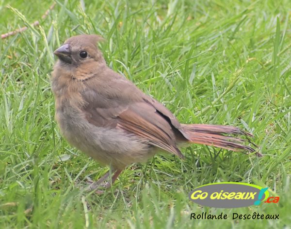 Cardinal rouge - Go oiseaux!