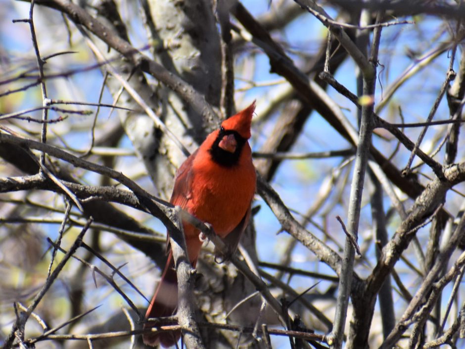 Cardinal rouge - Go oiseaux!