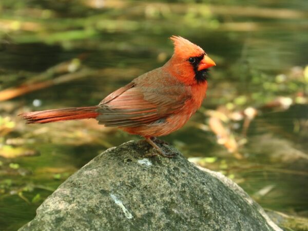Cardinal rouge - Go oiseaux!