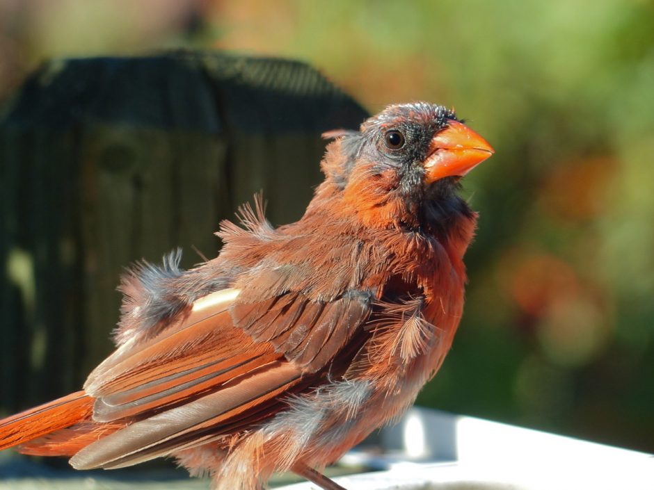 Cardinal rouge - Go oiseaux!