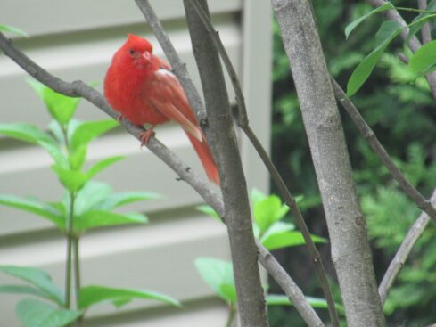 Cardinal rouge - Go oiseaux!