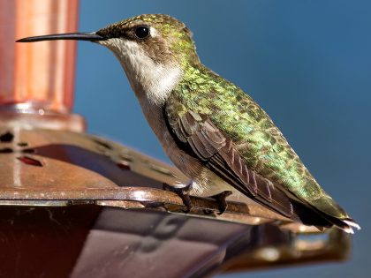 Colibri à gorge rubis