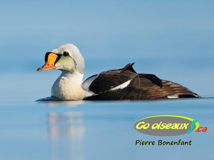 Eider à tête grise (rareté)