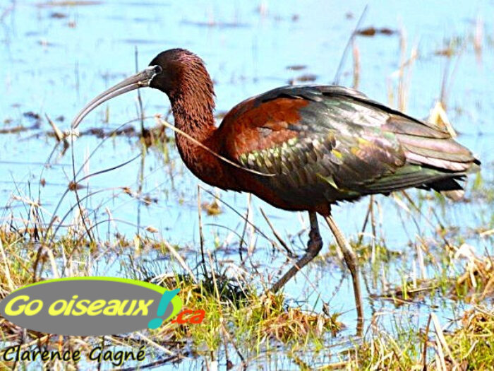 Ibis falcinelle (rareté)