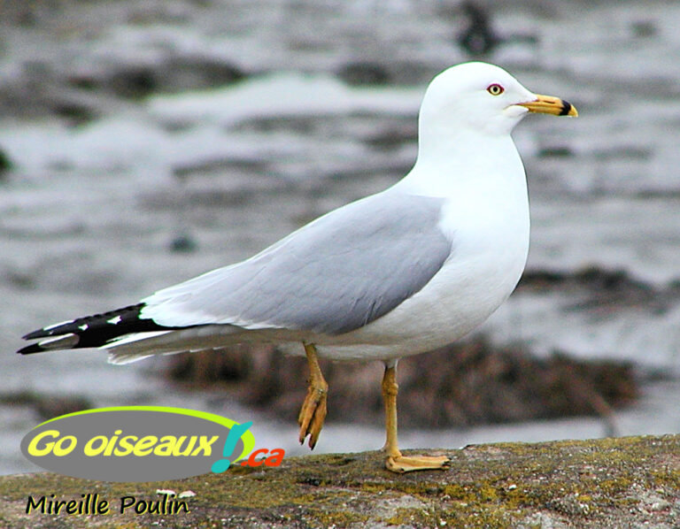 mouettes-en-ville-et-go-lands-la-plage-est-ce-vrai-go-oiseaux