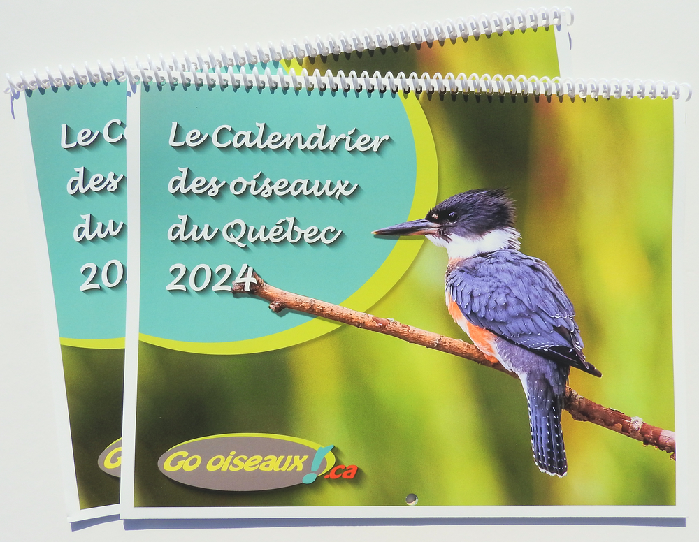 Calendrier des oiseaux du Québec 2024 - Go oiseaux!
