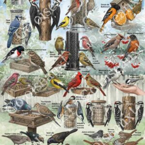 Affiche des oiseaux de mangeoires du Bas-Saint-Laurent