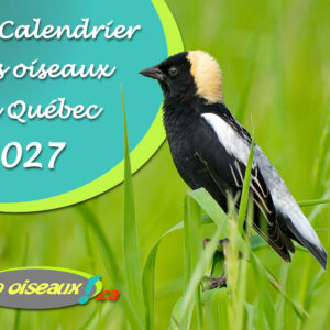 Calendrier des oiseaux du Québec 2027